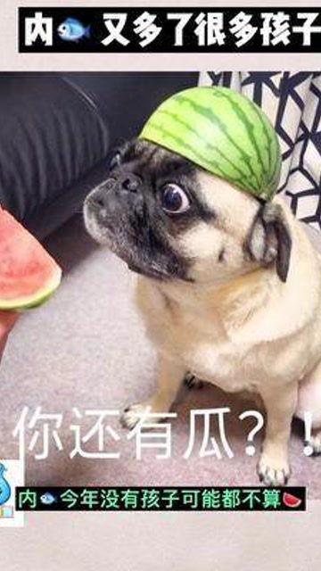 娱乐吃瓜酱猫猫护孩子,酱猫猫护孩子，揭秘明星育儿日常